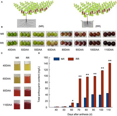 Corrigendum: VvMYB15 and VvWRKY40 Positively Co-regulated Anthocyanin Biosynthesis in Grape Berries in Response to Root Restriction